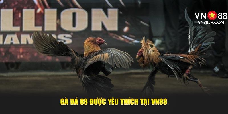 Gà đá 88 được yêu thích tại VN88