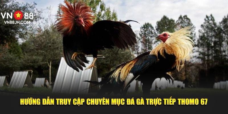 Hướng dẫn truy cập chuyên mục đá gà trực tiếp Thomo 67