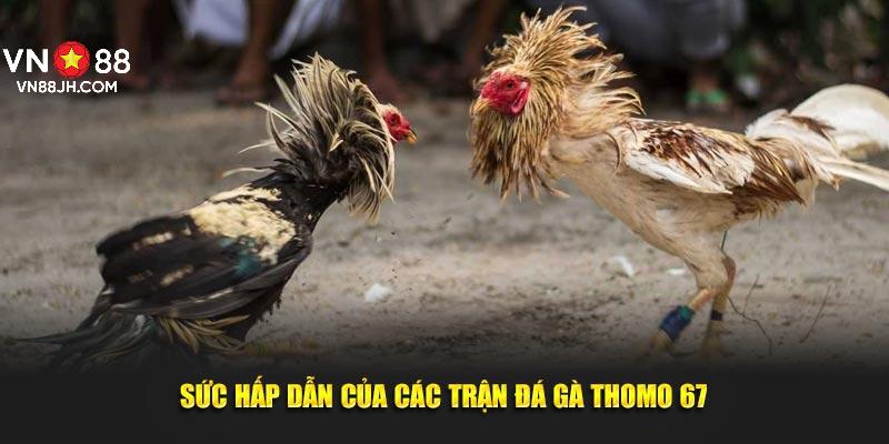 Sức hấp dẫn của các trận đá gà Thomo 67