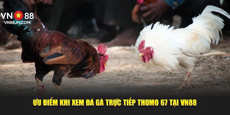 Ưu điểm khi xem đá gà trực tiếp Thomo 67 tại VN88